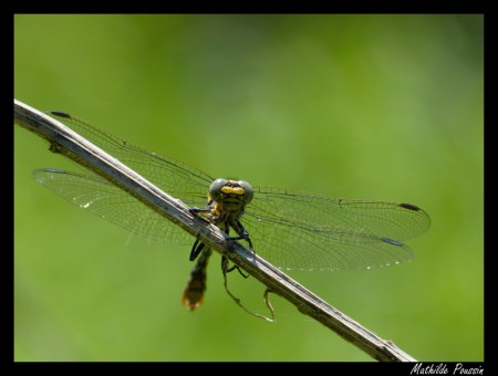 Onychogomphe à pinces - Onychogomphus forcipatus